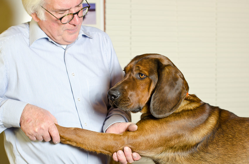 Hundeosteopathie Behandlung-2