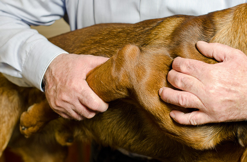 Hundeosteopathie Behandlung-3